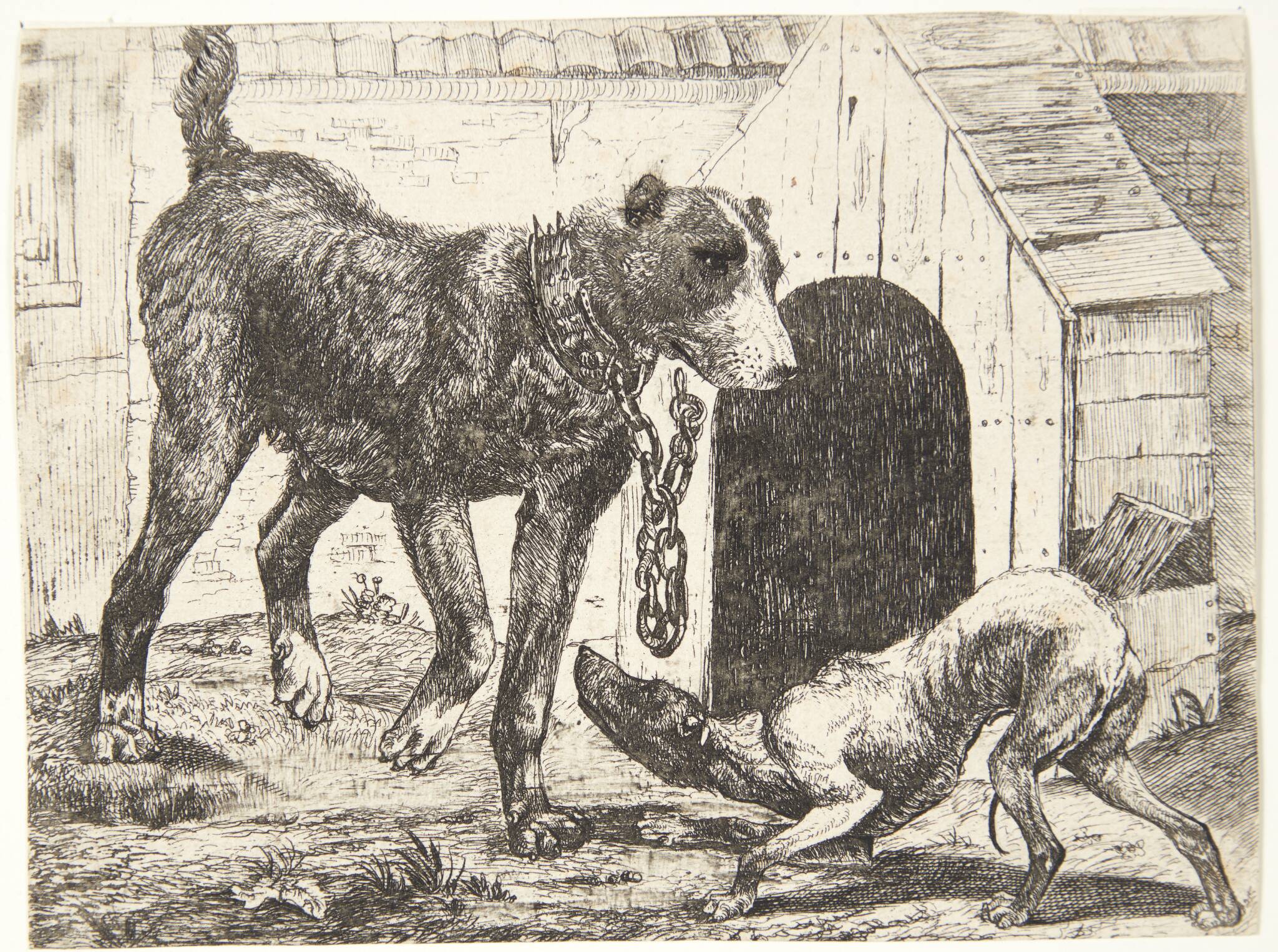 Hund i lænke