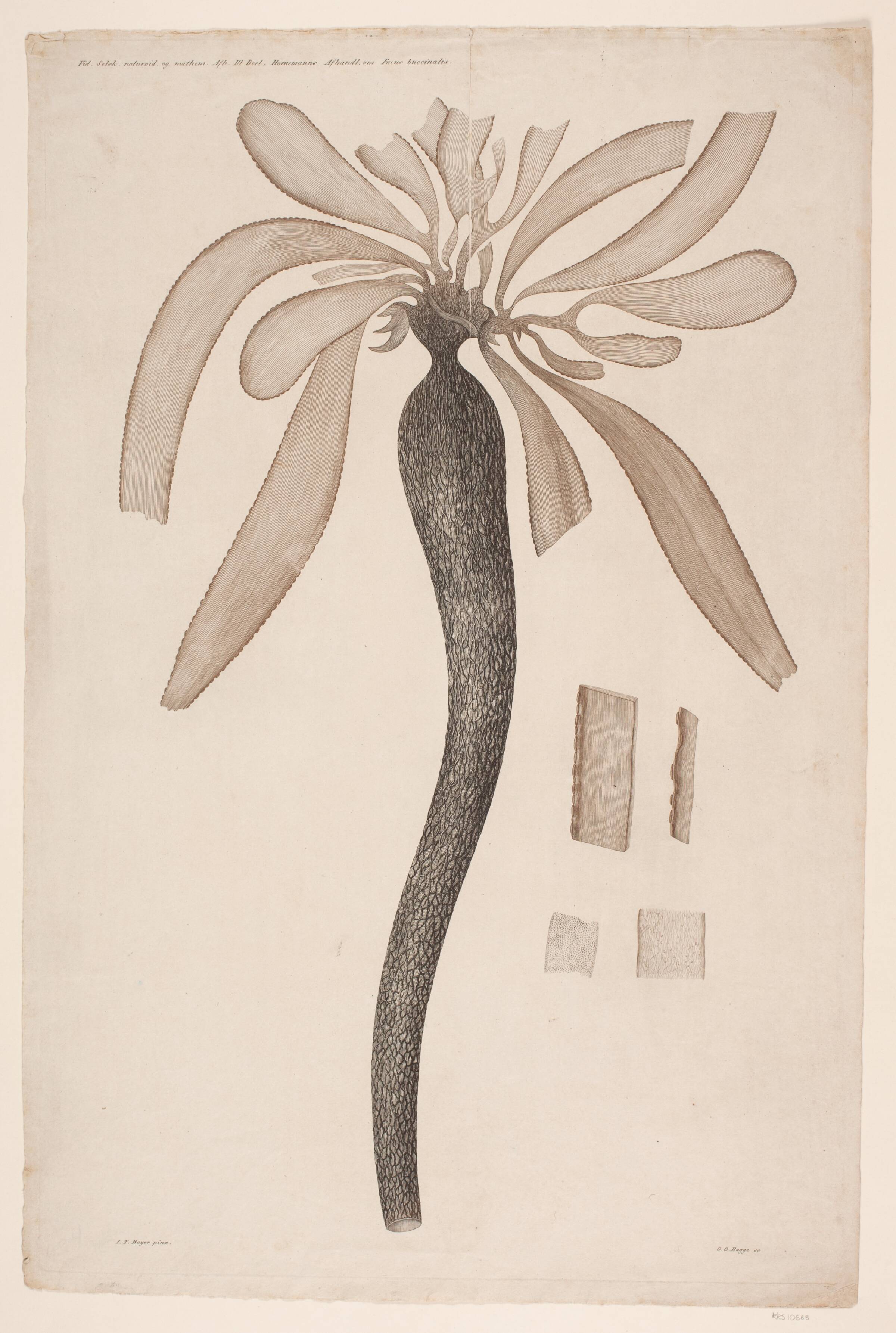 Illustrationstavle til planteværk, Oluf Olufsen Bagge, 1780-1836