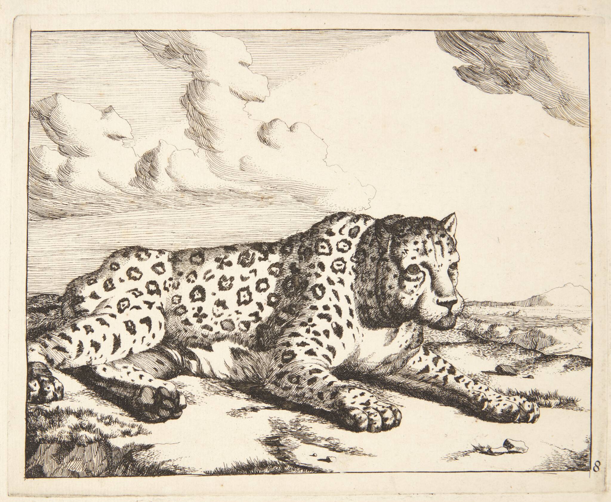 Liggende leopard, vendt mod højre