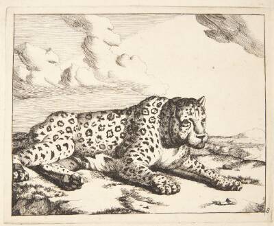 Liggende leopard, vendt mod højre