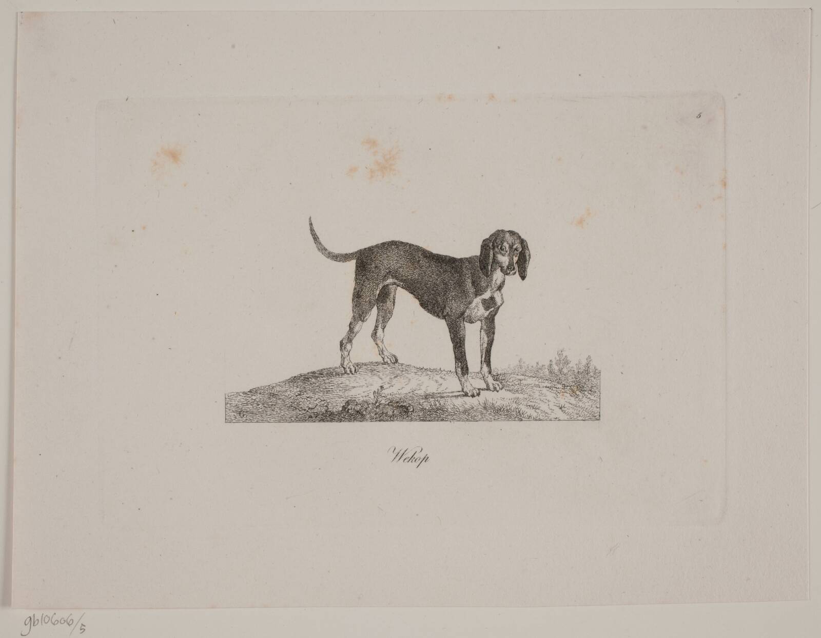 Wekop, Христиан Давид Гебауэр, 1821