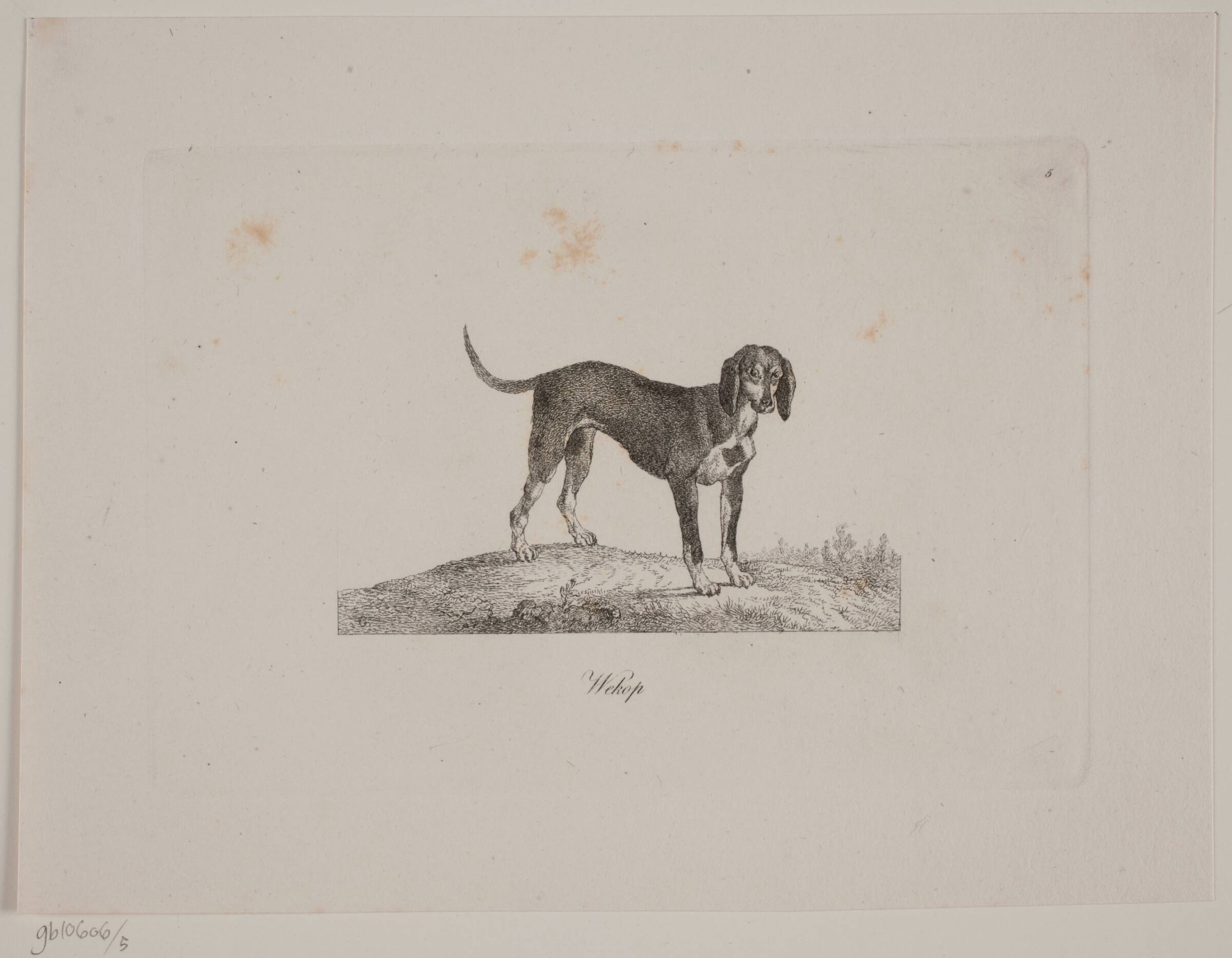 Wekop, Christian David Gebauer, 1821