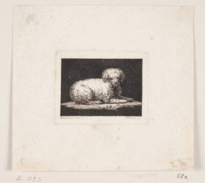 Giordano, en liggende hund