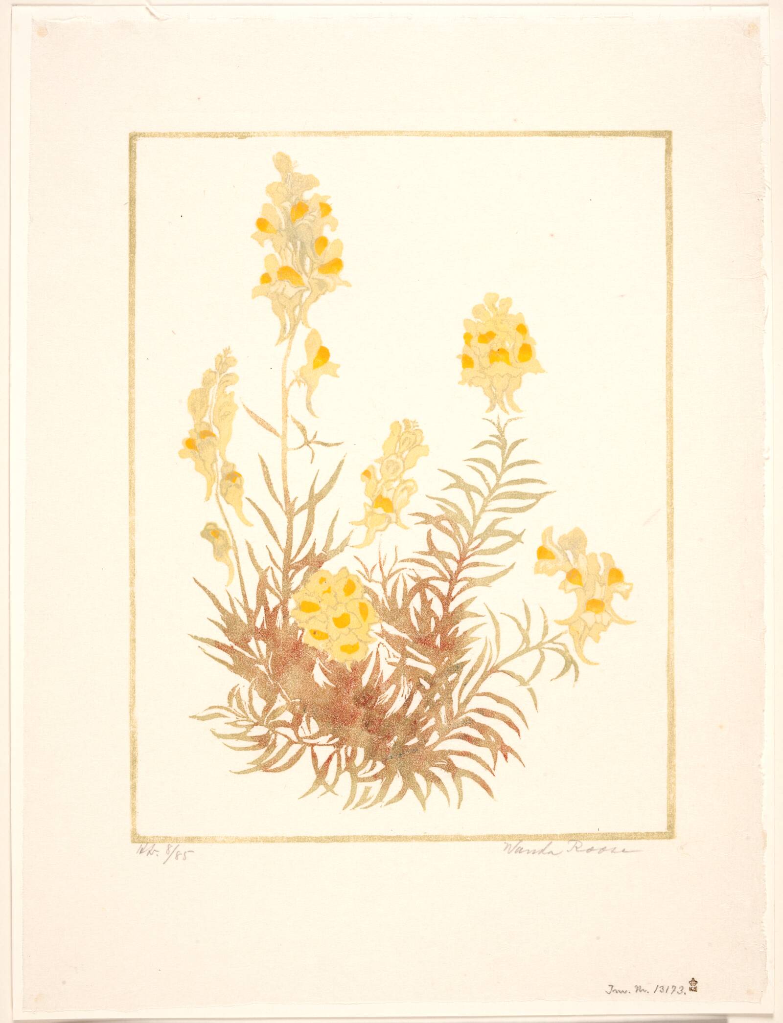 Lineria vulgaris, Wanda Roose, 1882-1956