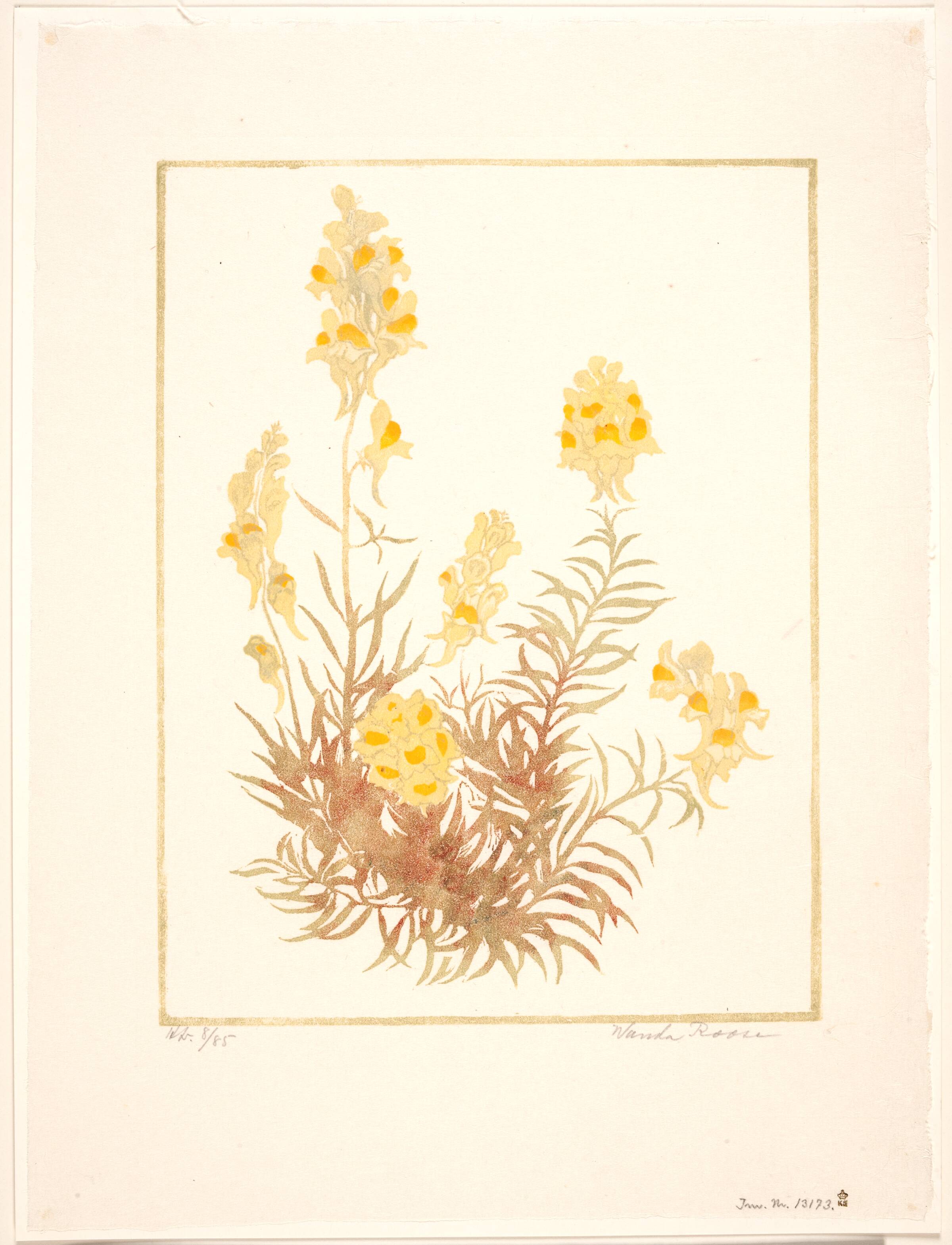 Lineria vulgaris, Wanda Roose, 1882-1956