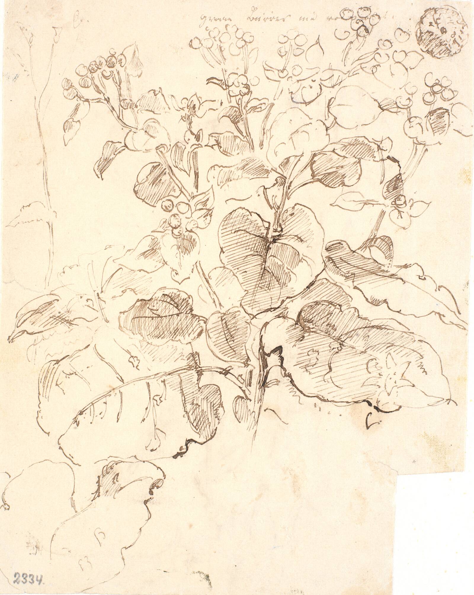 Plantestudier, Dankvart Dreyer, 1840-1849
