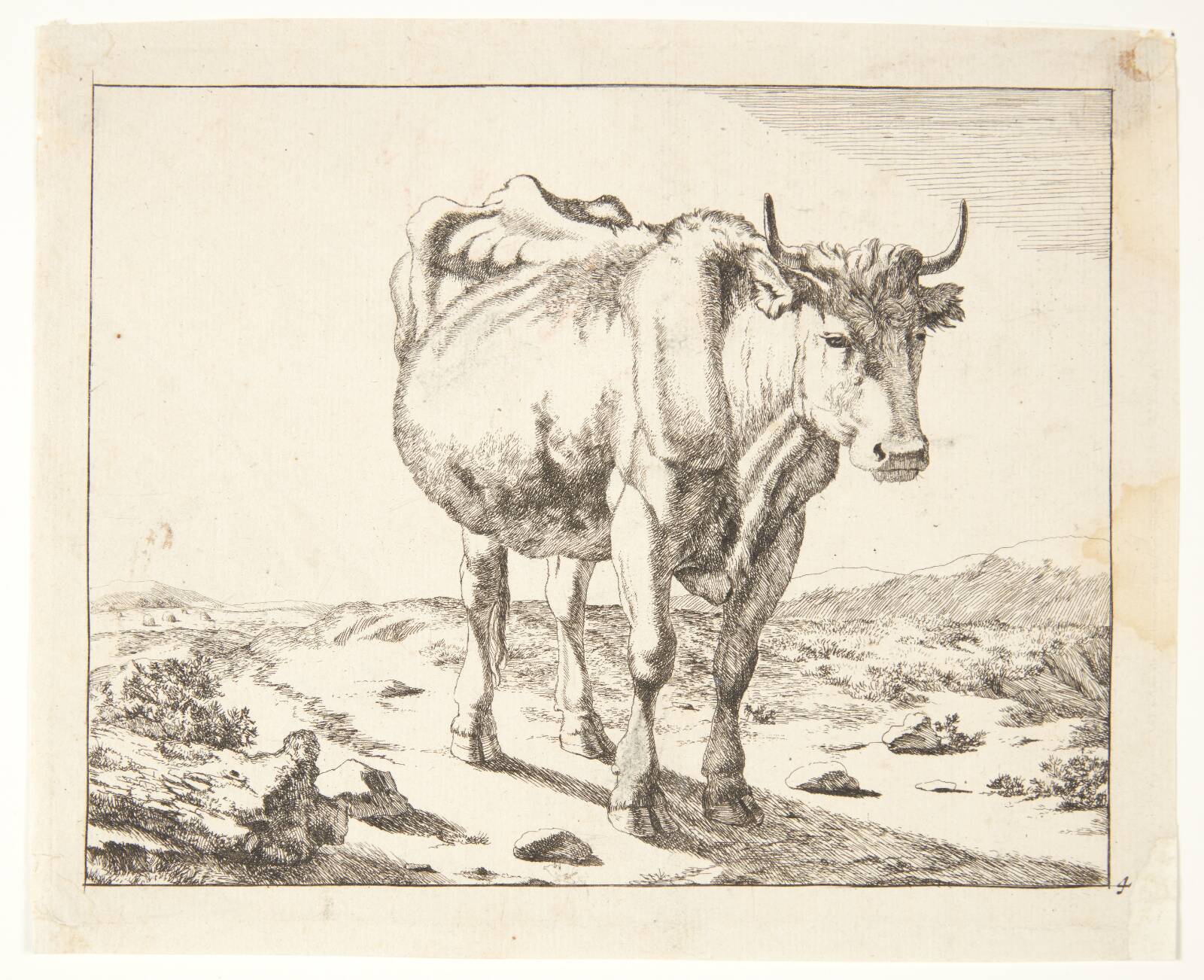 Stående ko, set forfra, Marcus de Bye, 1638-1690