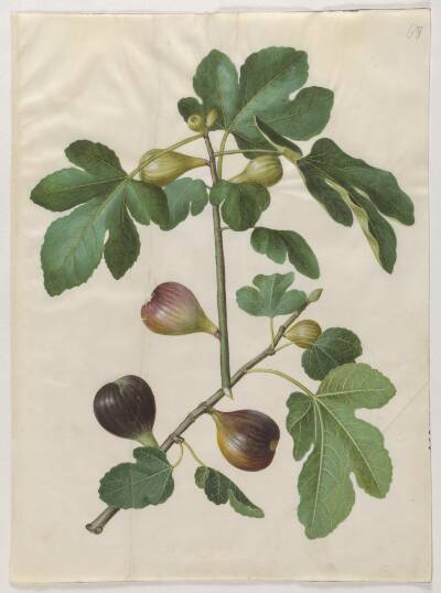 Ficus carica (almindelig figen)