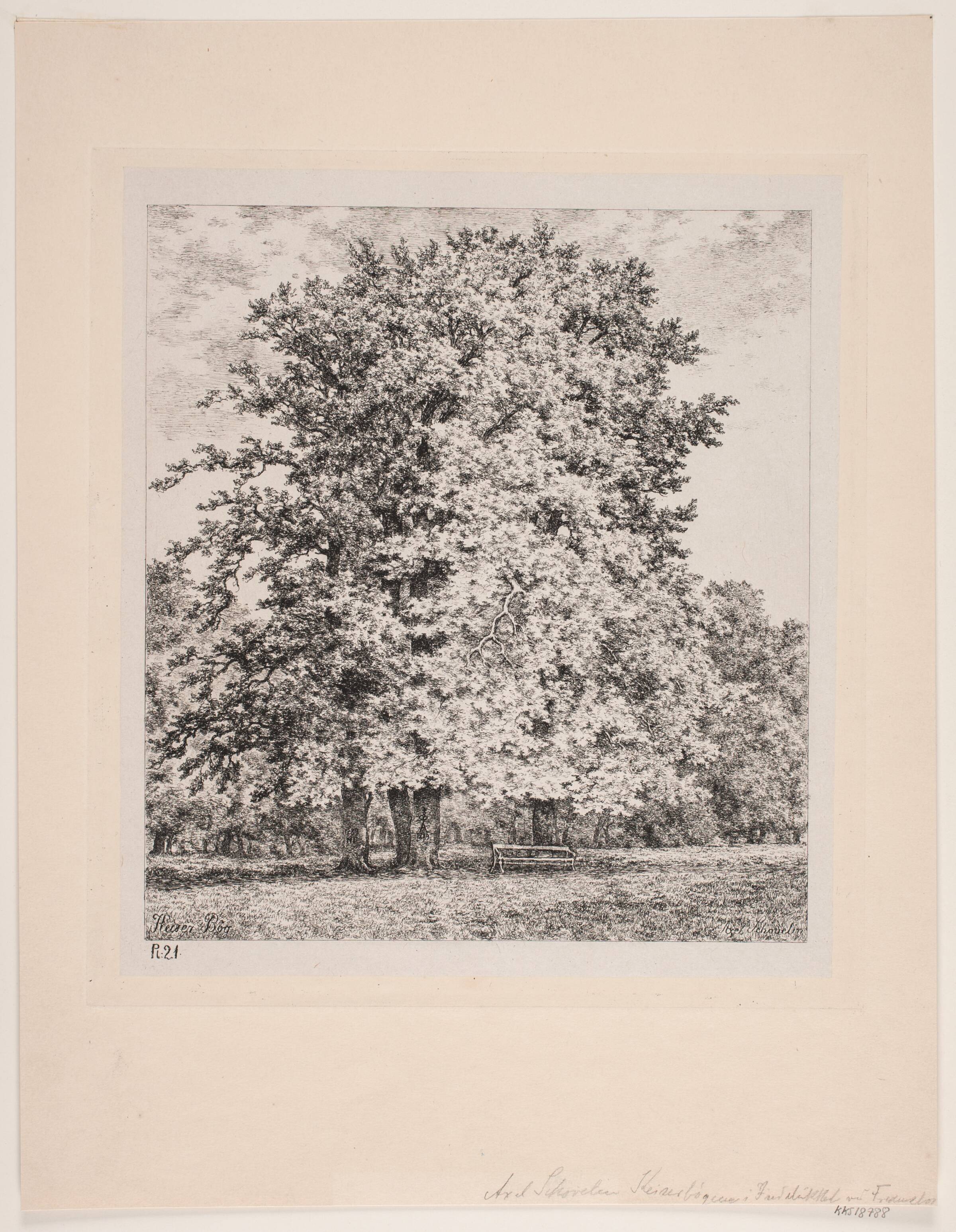 Kejser bøgen. Fredensborg, Axel Schovelin, 1891