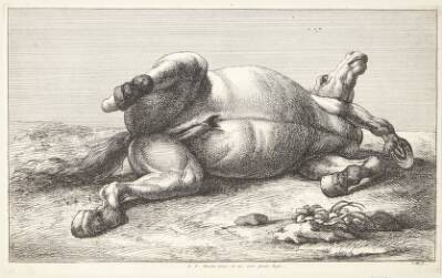 Falden hest