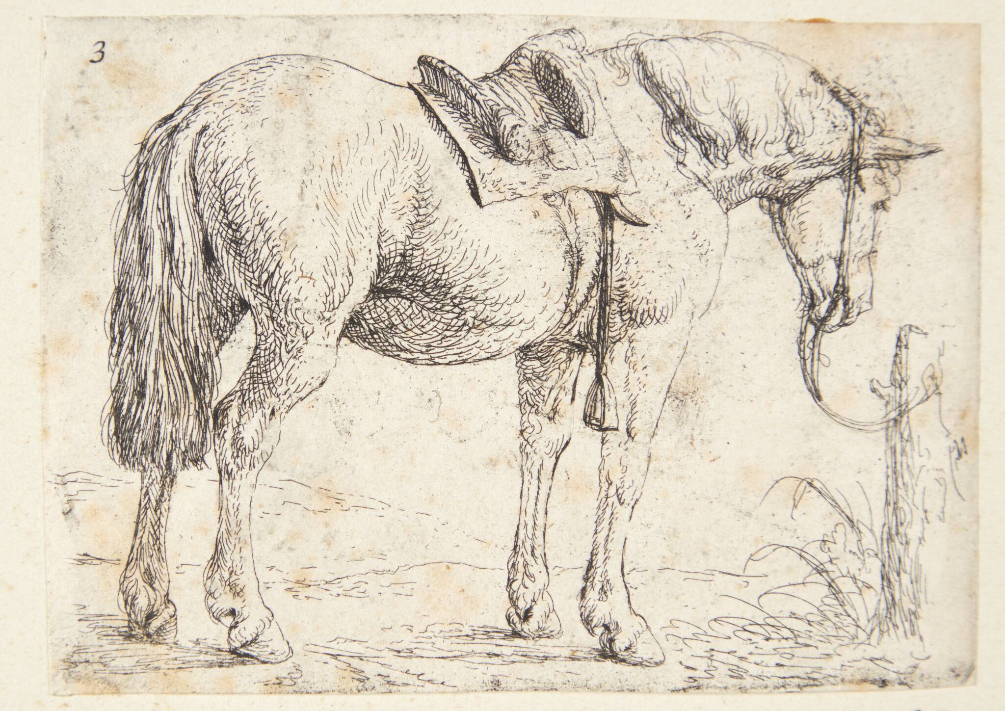 Opsadlet hest, tøjret ved en pæl