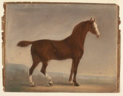 Stående brun hest