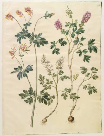 Capnoides sempervirens (harlekinurt); Corydalis solida (langstilket lærkespore)