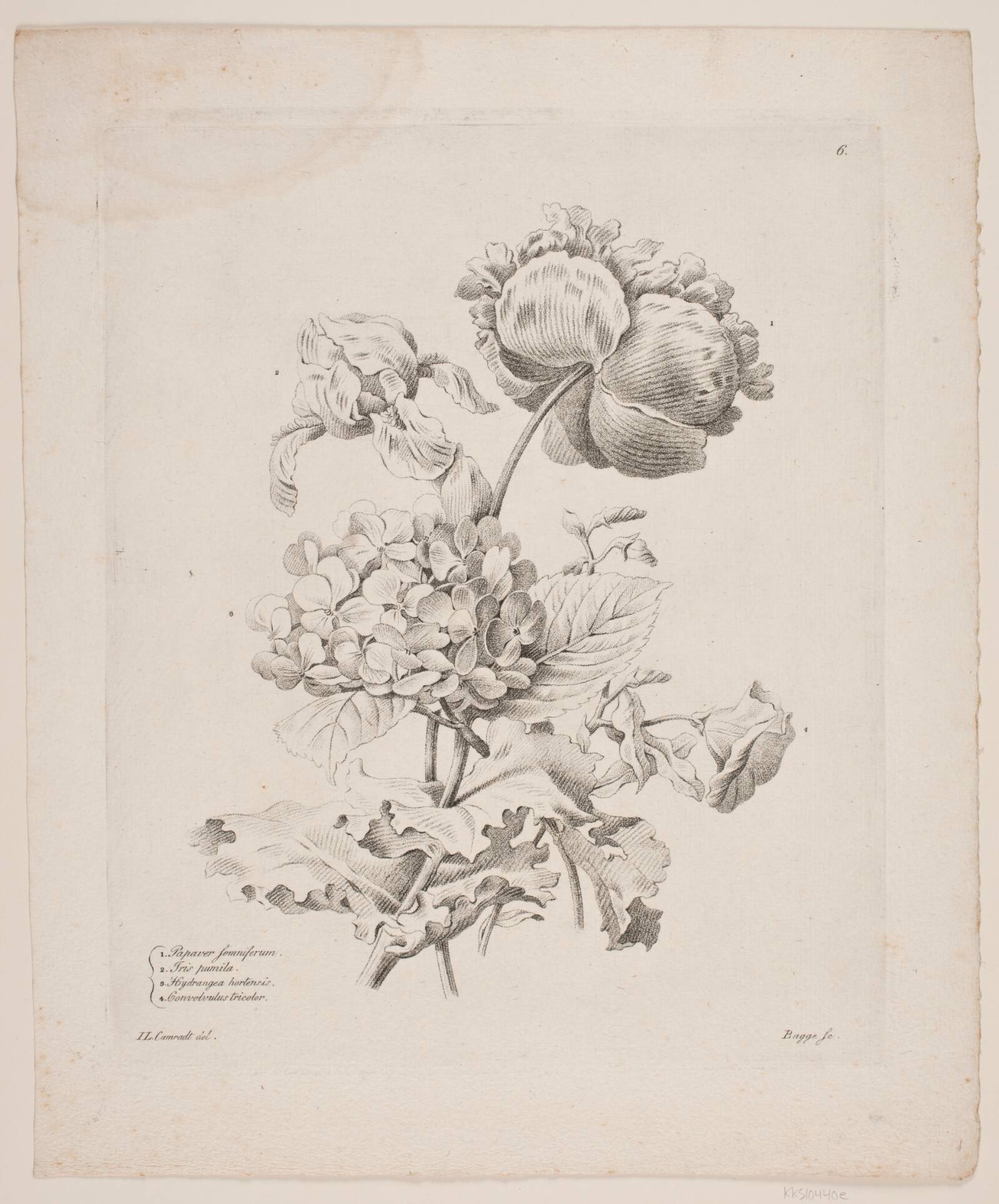 Blomster, Oluf Olufsen Bagge, 1816