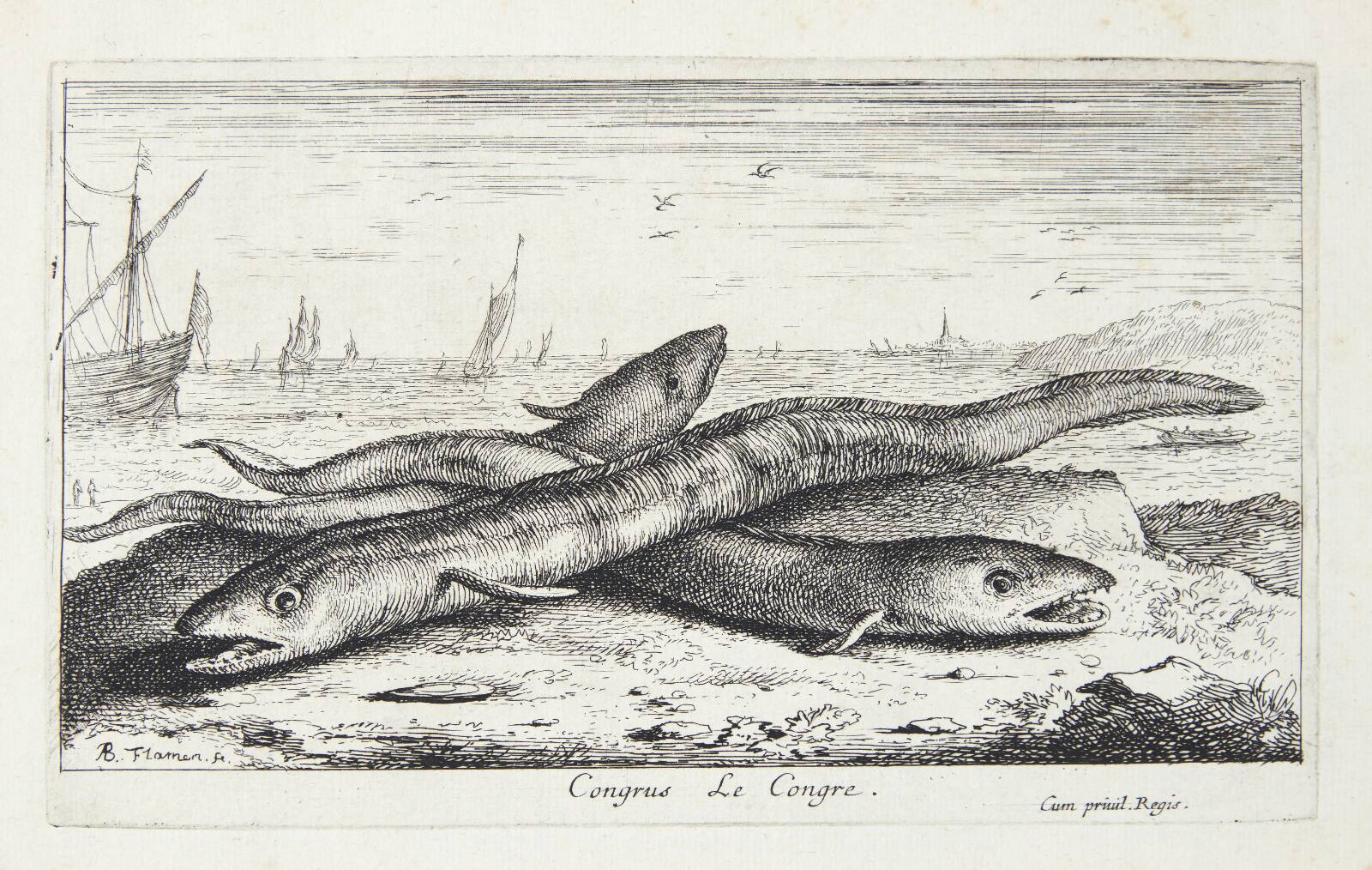 Havålen (Congus), Albert Flamen, 1620-1669