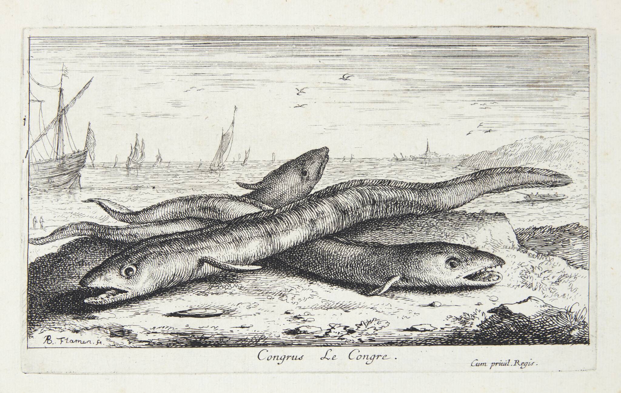 Havålen (Congus)
