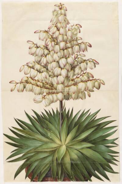 Yucca gloriosa (pragt-palmelilje)