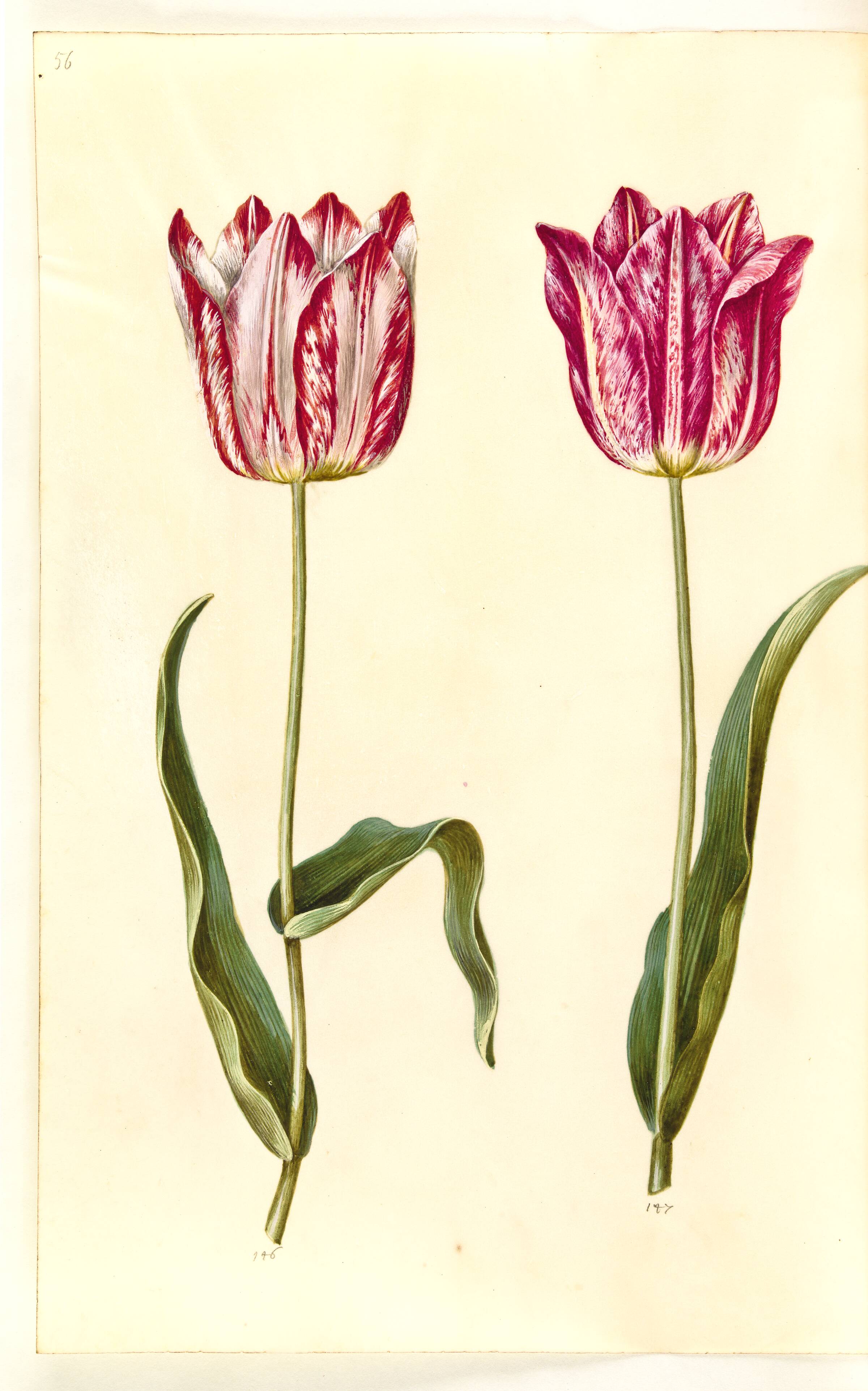 Tulipa gesneriana (have-tulipan), Hans Simon Holtzbecker, 1635-1664