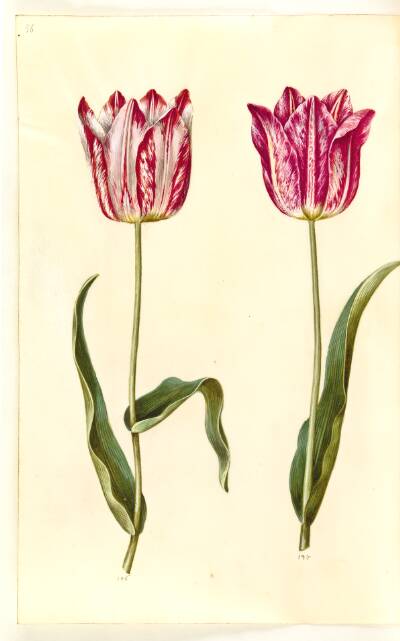 Tulipa gesneriana (have-tulipan)