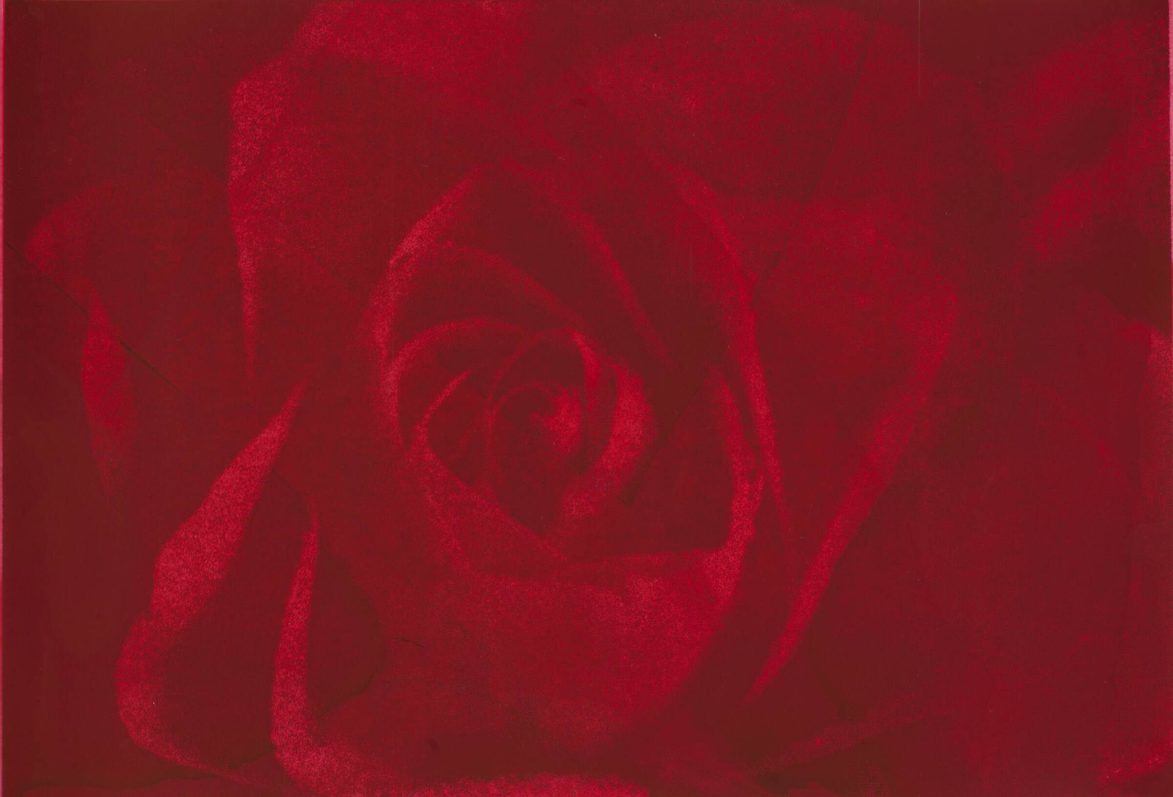 Rose of Forgetfulness, Marianne T. Grønnow, 1993
