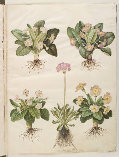 Primula vulgaris (hybrid af storblomstret kodriver); Primula farinosa (melet kodriver)