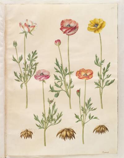 Ranunculus asiaticus (have-ranunkel)