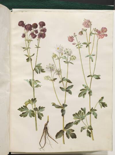 Aquilegia vulgaris (almindelig akeleje)