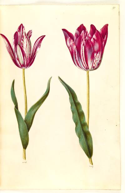 Tulipa gesneriana (have-tulipan)