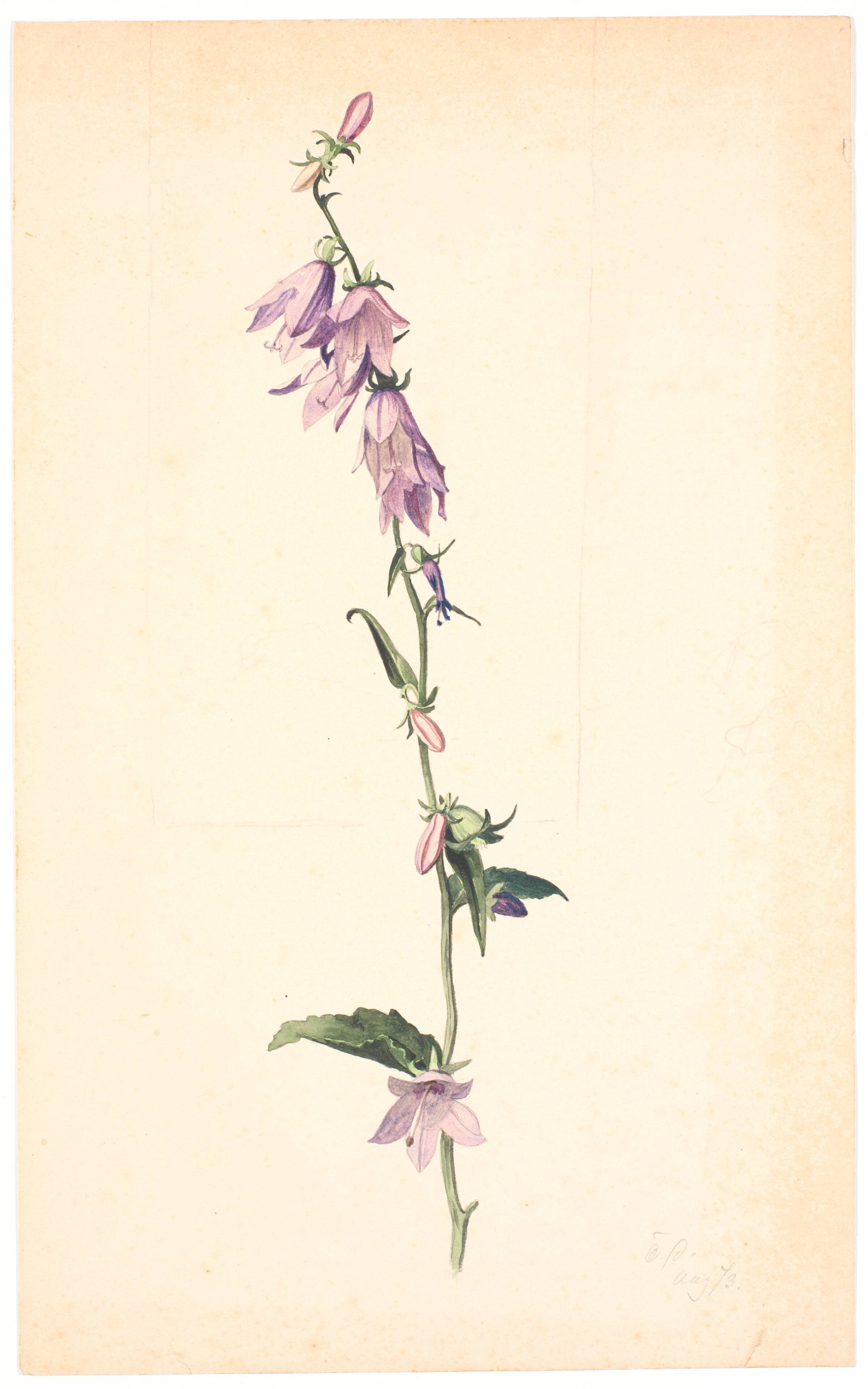 Campanula, Christen Dalsgaard, 1873