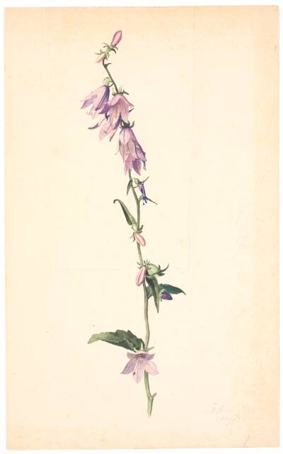 Campanula