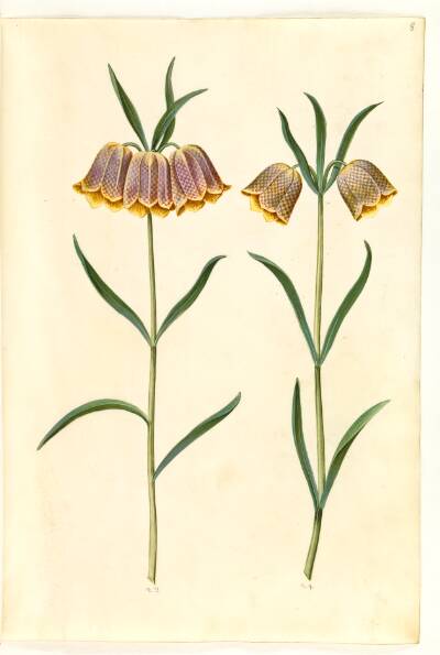 Fritillaria meleagris (almindelig vibeæg)