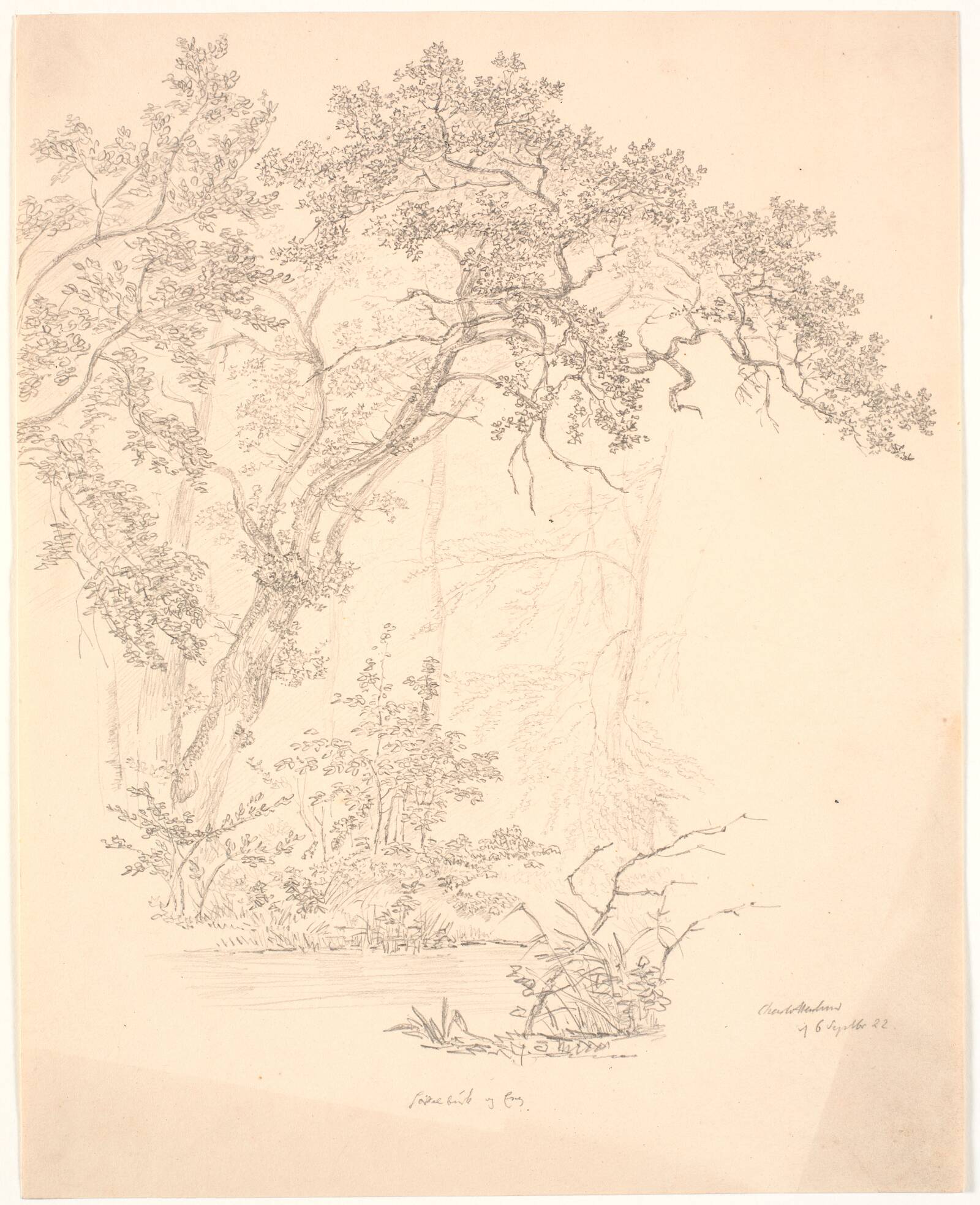 Træer, J.P. Møller, 1822