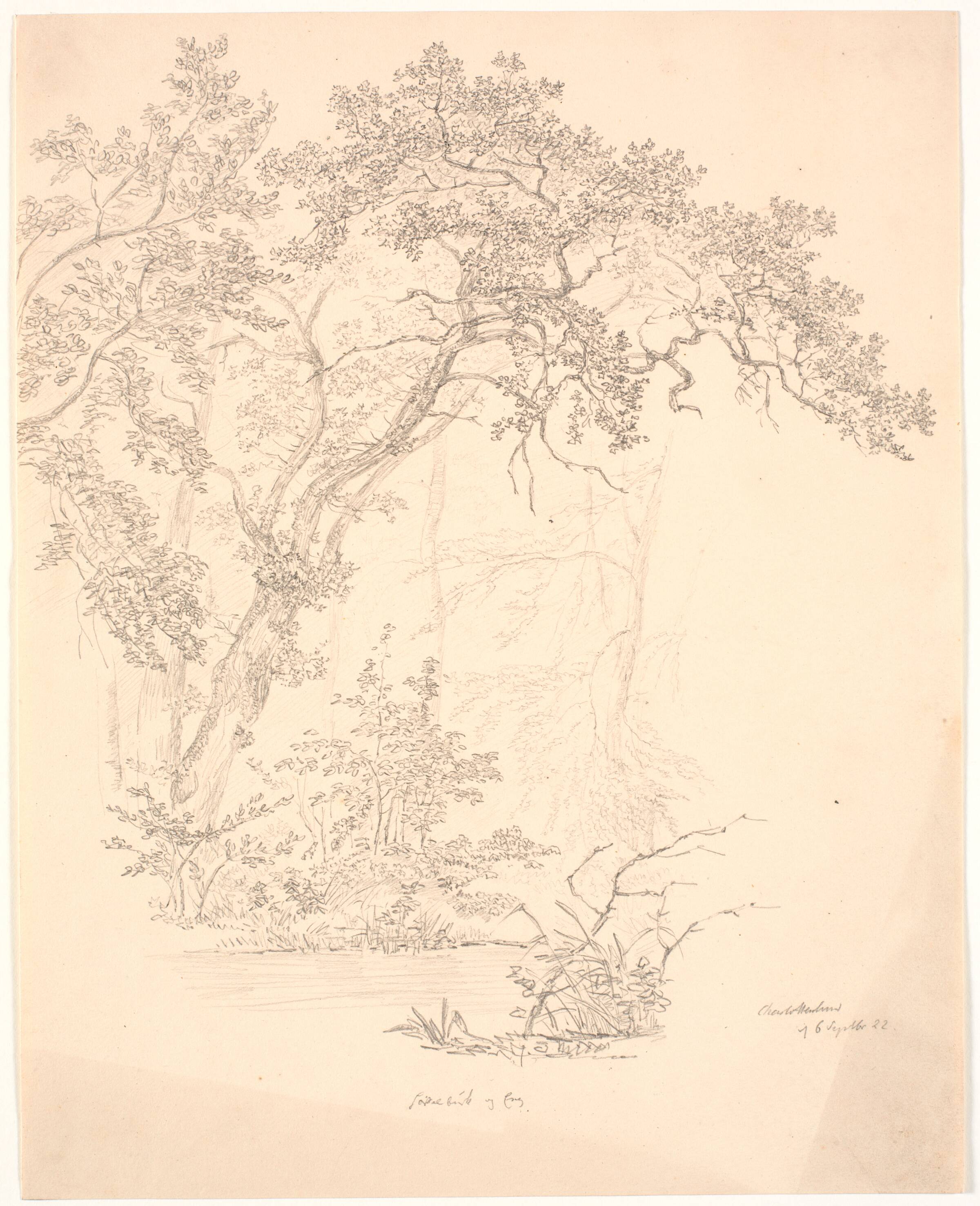 Træer, J.P. Møller, 1822