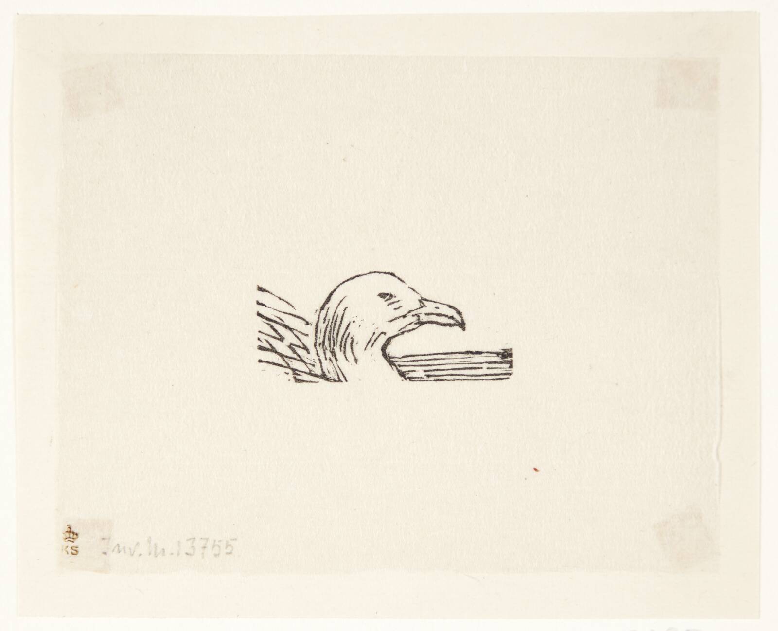 Fuglehoved, Larsen, Alhed, 1872-1927