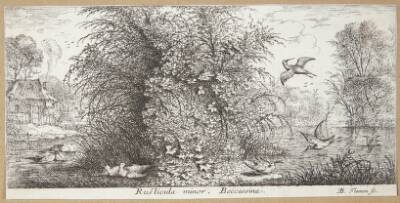 Sneppen (Rusticula minor)