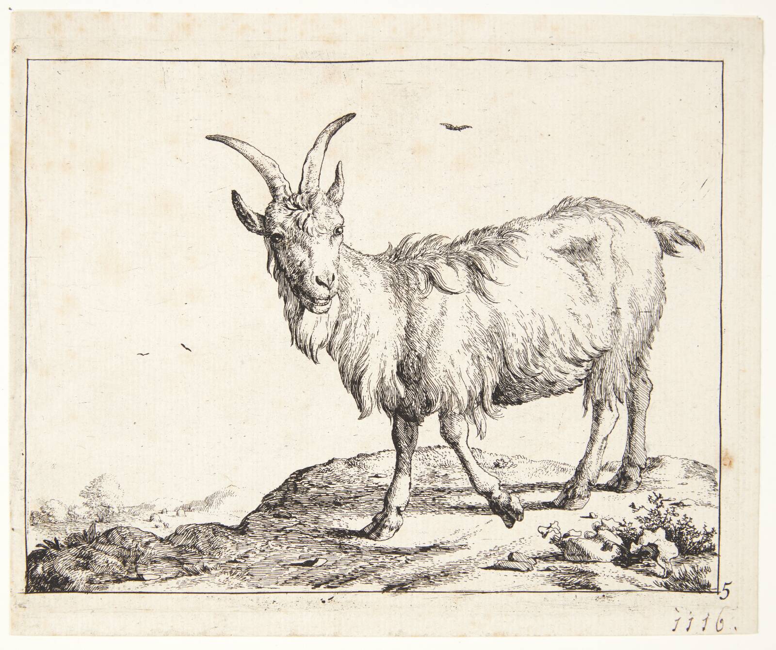 Ged gående mod venstre, Marcus de Bye, 1638-1690