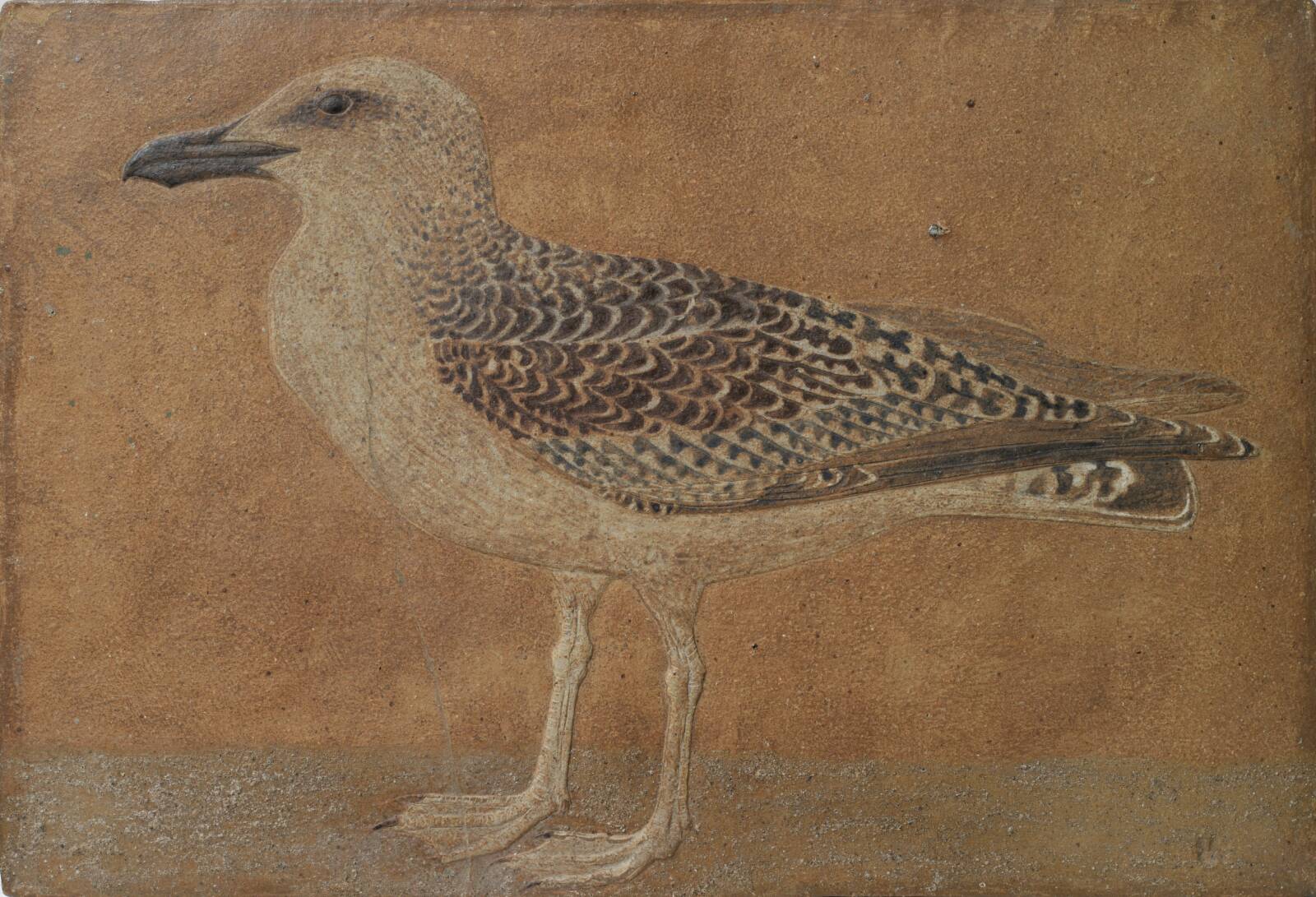 Sølvmågeunge, Ulf Rasmussen, 1928-1990
