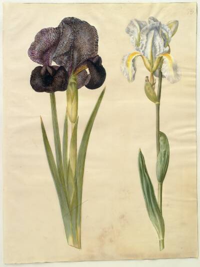 Iris susiana (sørge-iris); Iris ×florentina (violrod)