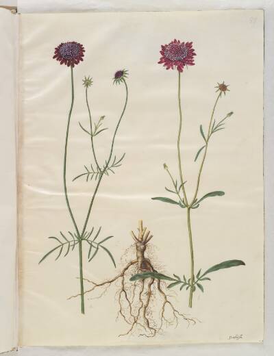 Scabiosa atropurpurea (enkeblomst)