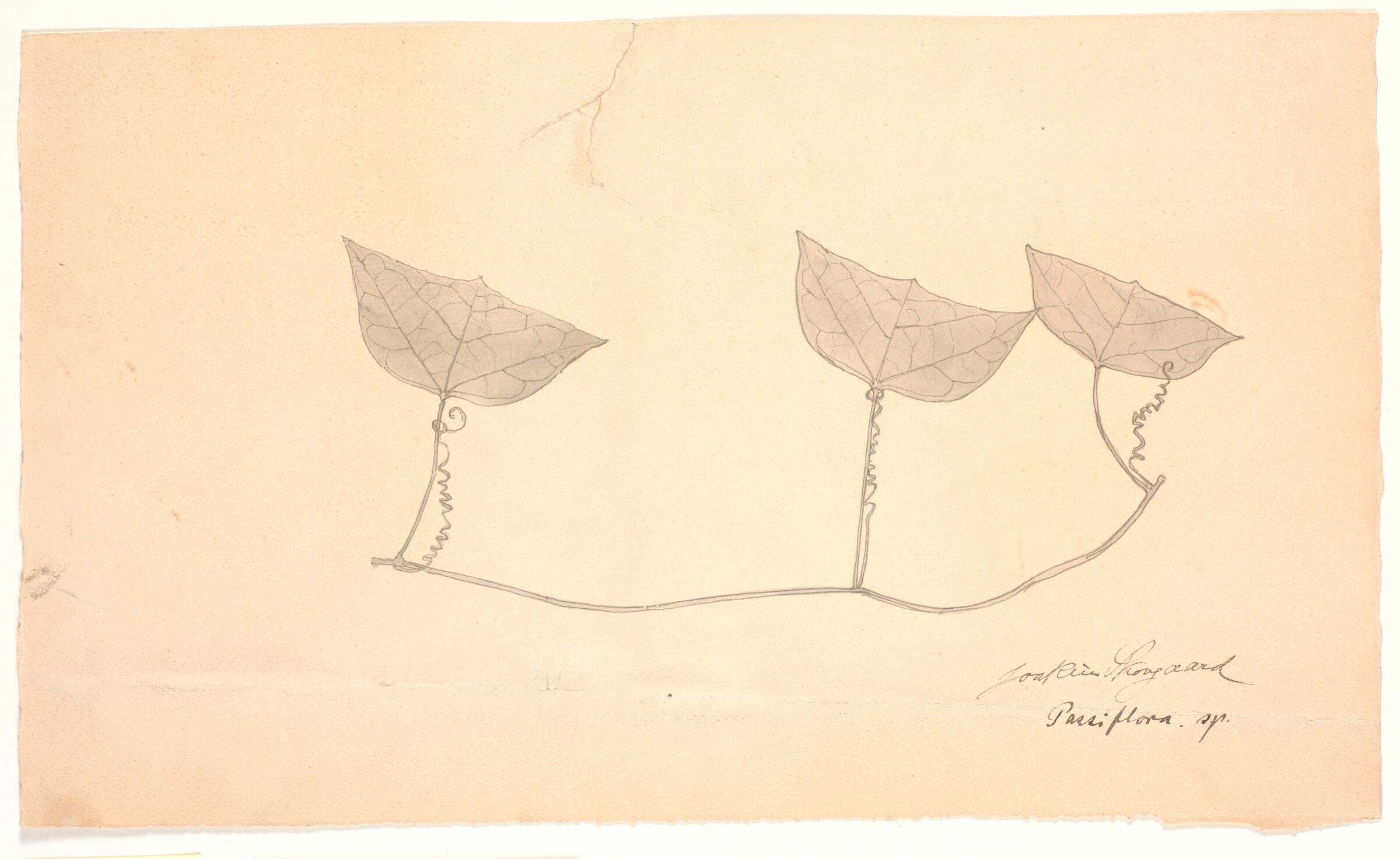 Plantestudie, Joakim Skovgaard, 1870-1873