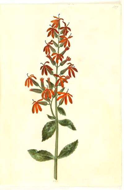 Lobelia cardinalis (kardinal-lobelie)