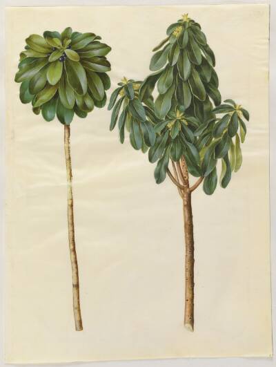 Daphne laureola (laurbær-dafne)