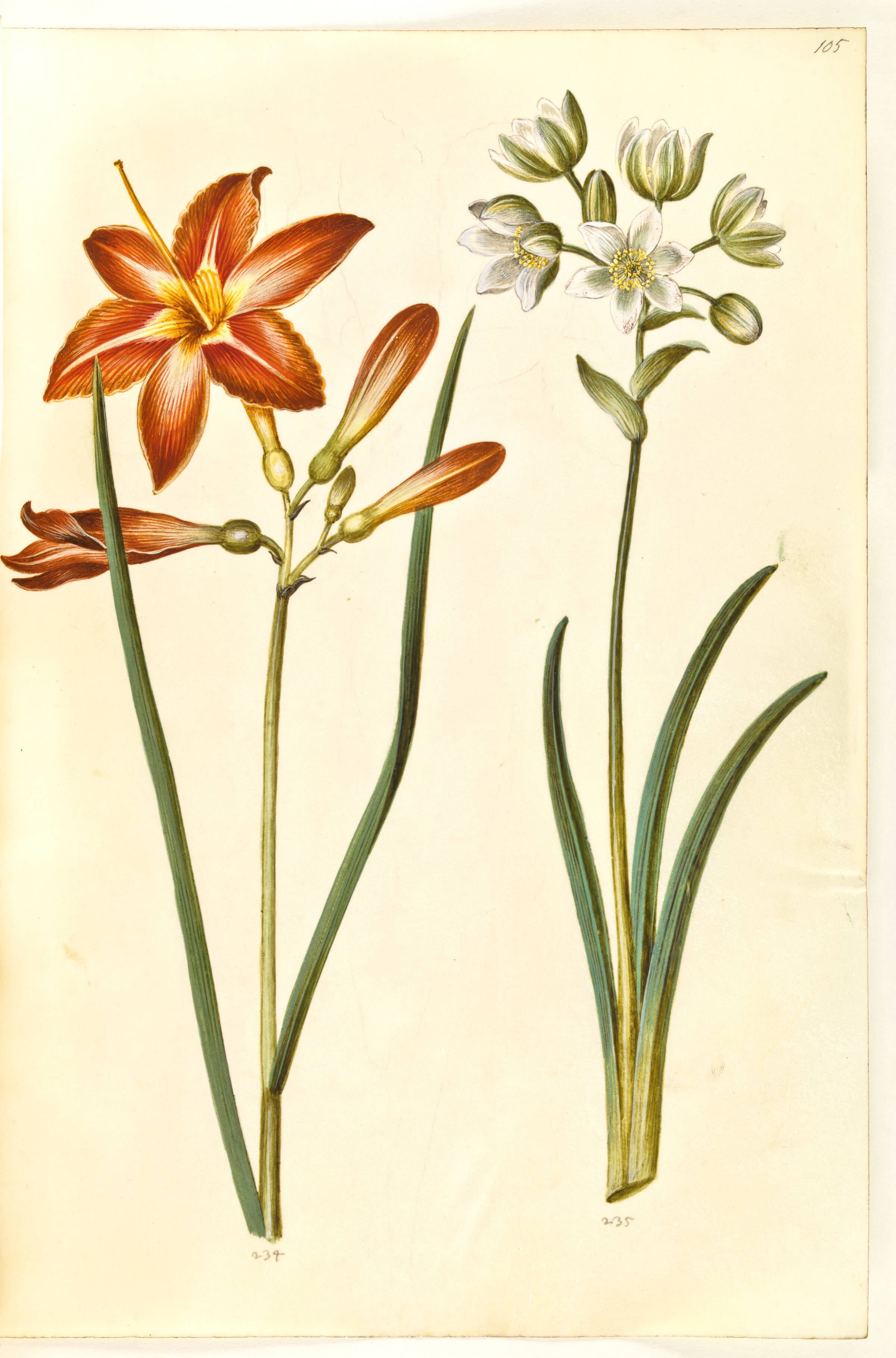 Hemerocallis fulva (brun daglilje); Ornithogalum arabicum (mælkestjerne), Hans Simon Holtzbecker, 1635-1664