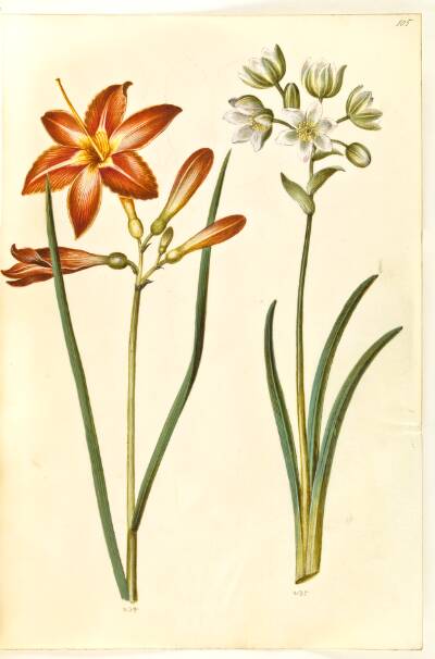 Hemerocallis fulva (brun daglilje); Ornithogalum arabicum (mælkestjerne)