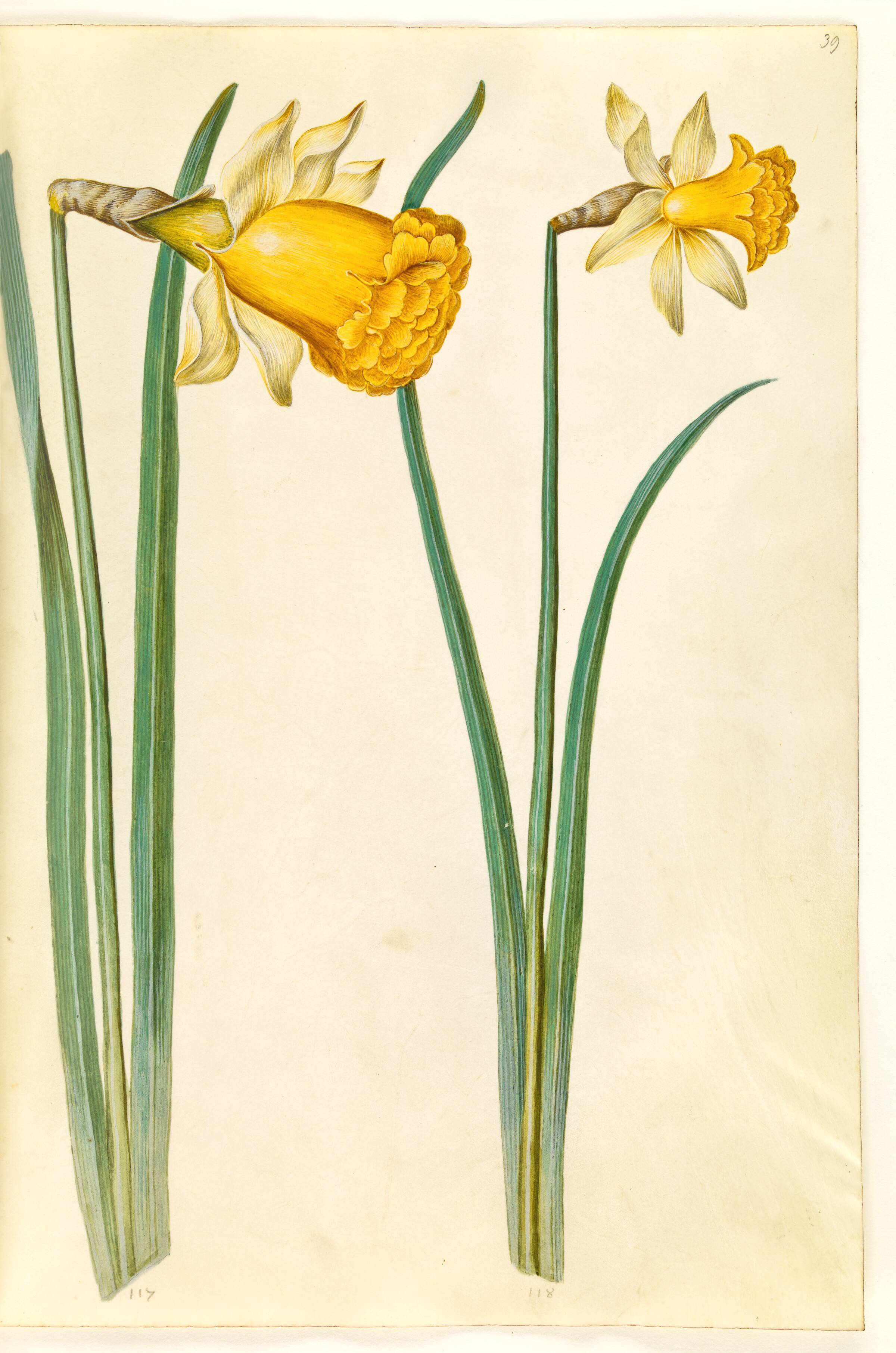 Narcissus pseudonarcissus (påskelilje), Hans Simon Holtzbecker, 1635-1664