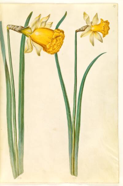 Narcissus pseudonarcissus (påskelilje)