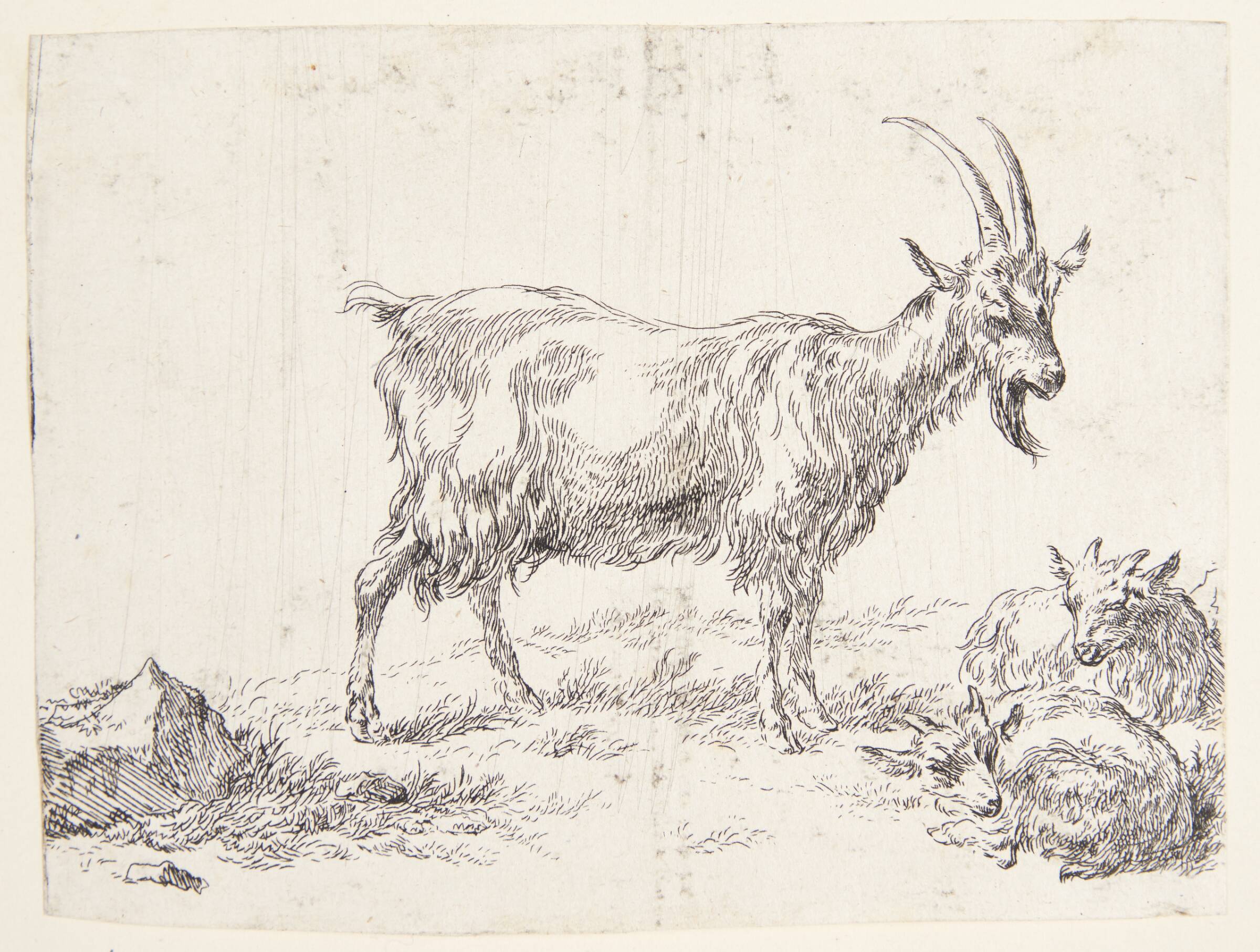 Stående ged og to gedekid, Nicolaes Berchem, 1620-1683