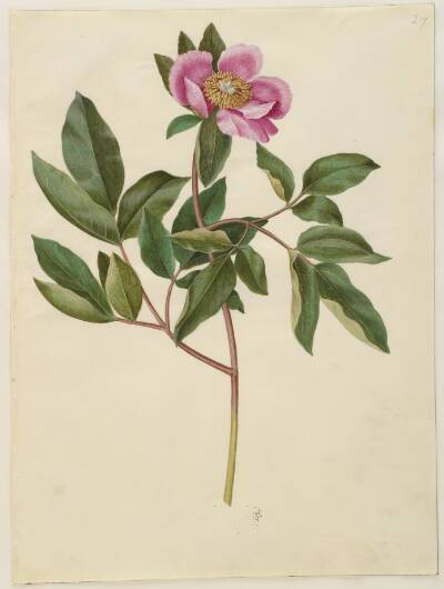 Paeonia mascula (storbladet pæon)
