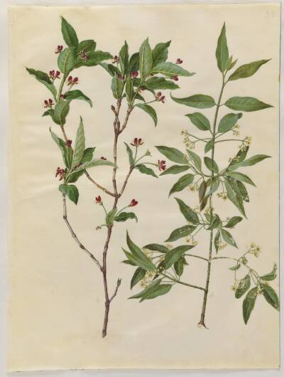 Lonicera alpigena (alpe-gedeblad); Euonymus europaeus (almindelig benved)