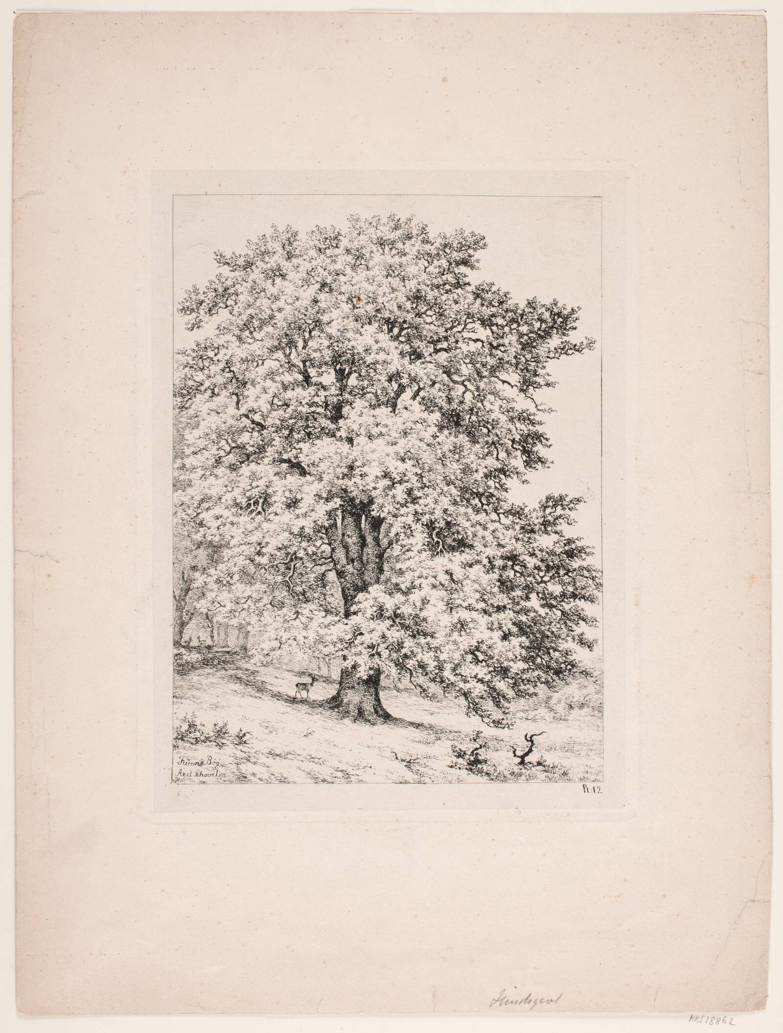 Fruens bøg. Hindsgavl, Axel Schovelin, 1887